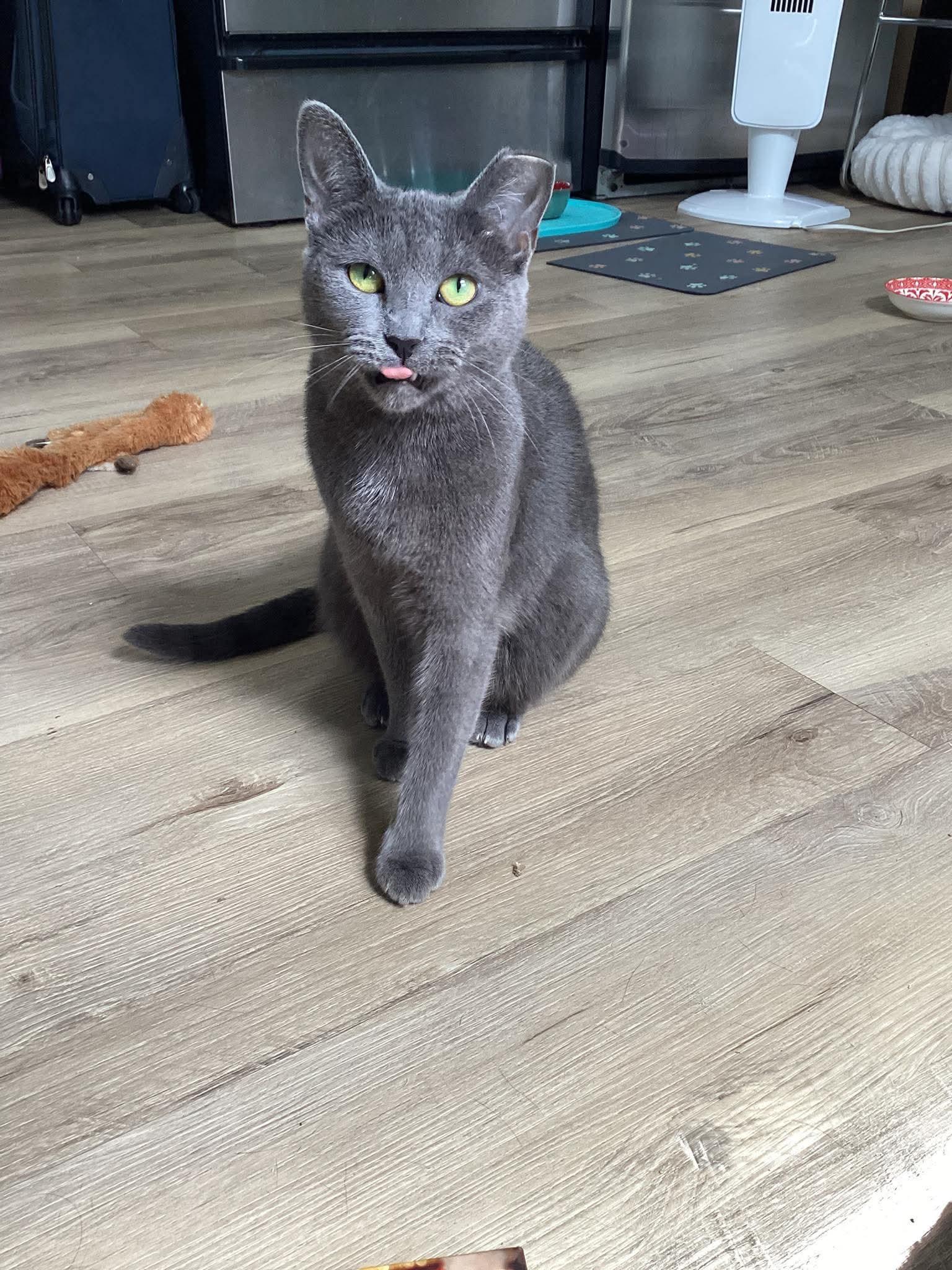 Enlarge Billie, a Adoptable Domestic Short Hair in Terrebonne, QC image 1/6