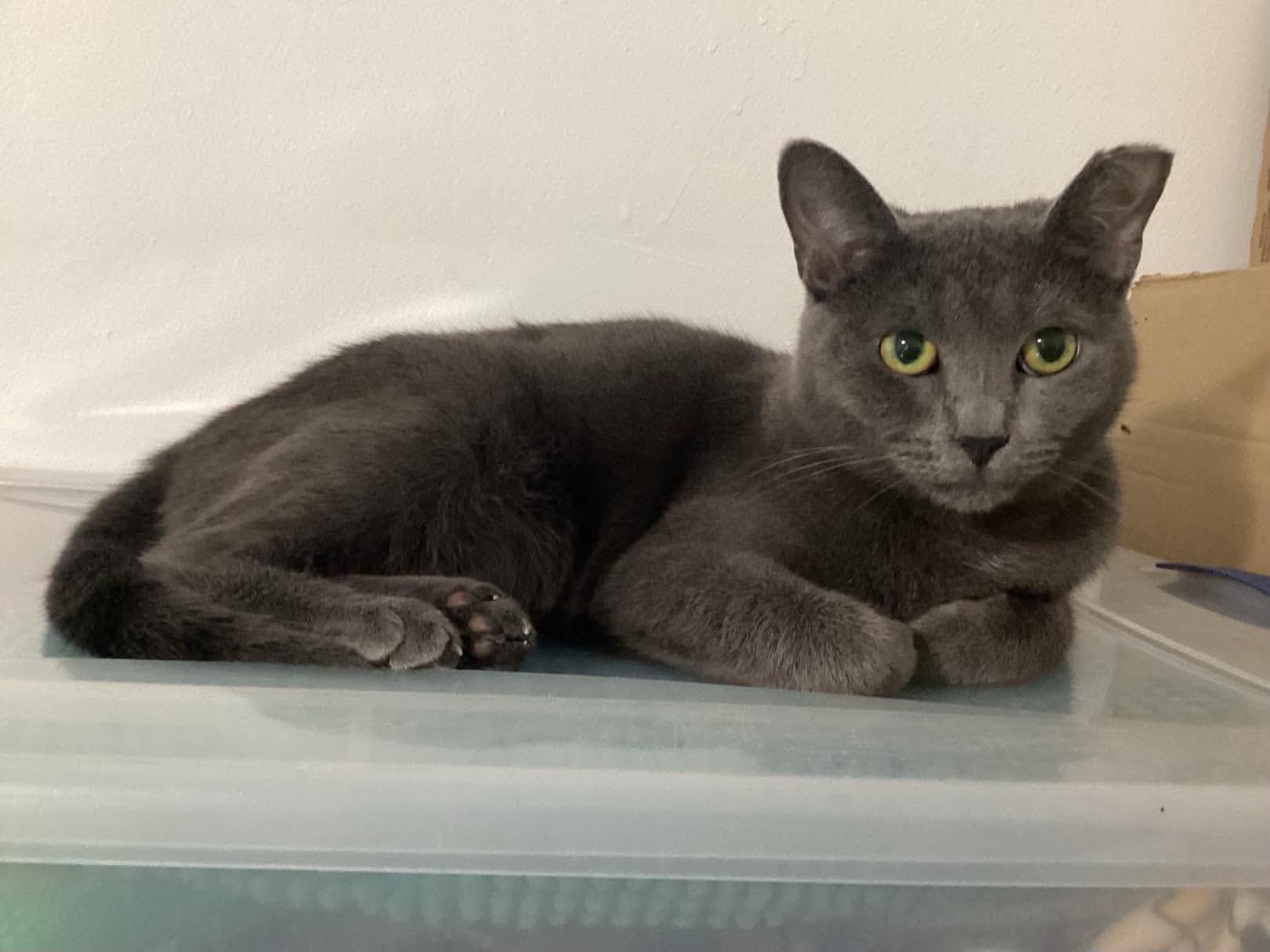Enlarge Billie, a Adoptable Domestic Short Hair in Terrebonne, QC image 4/6
