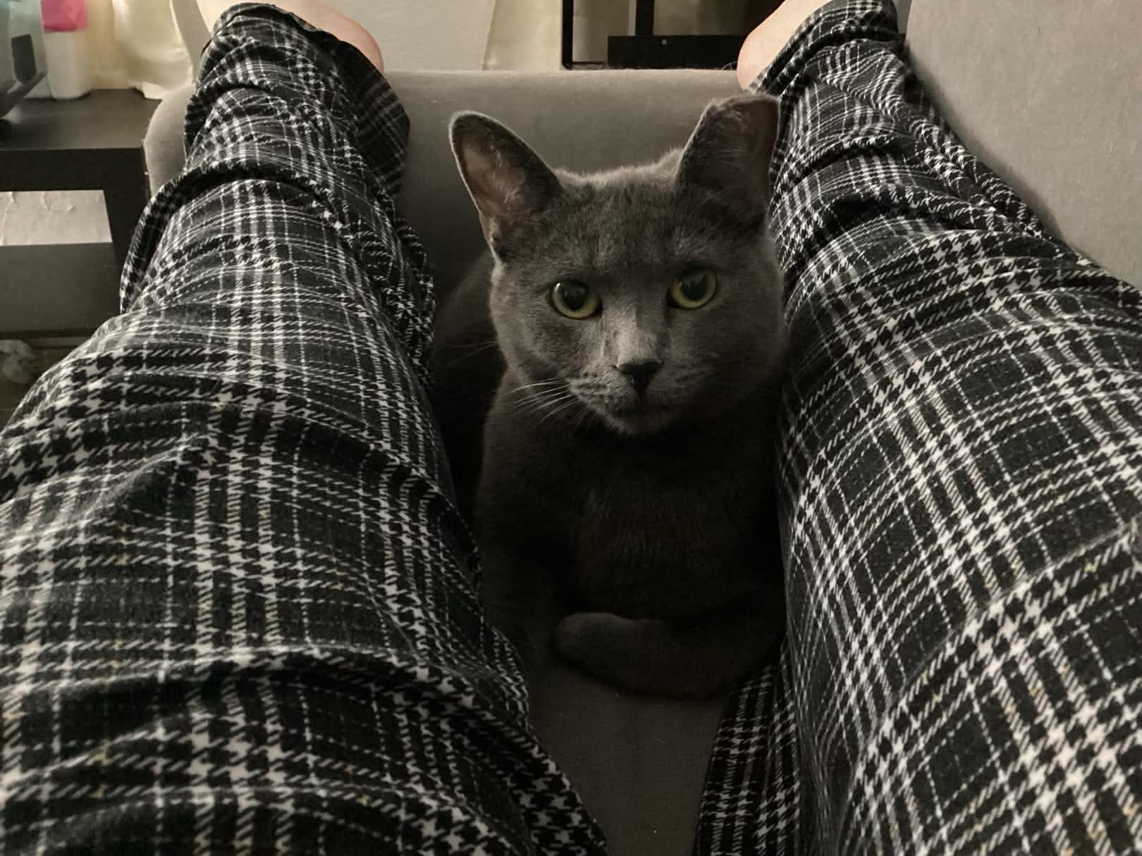 Enlarge Billie, a Adoptable Domestic Short Hair in Terrebonne, QC image 6/6