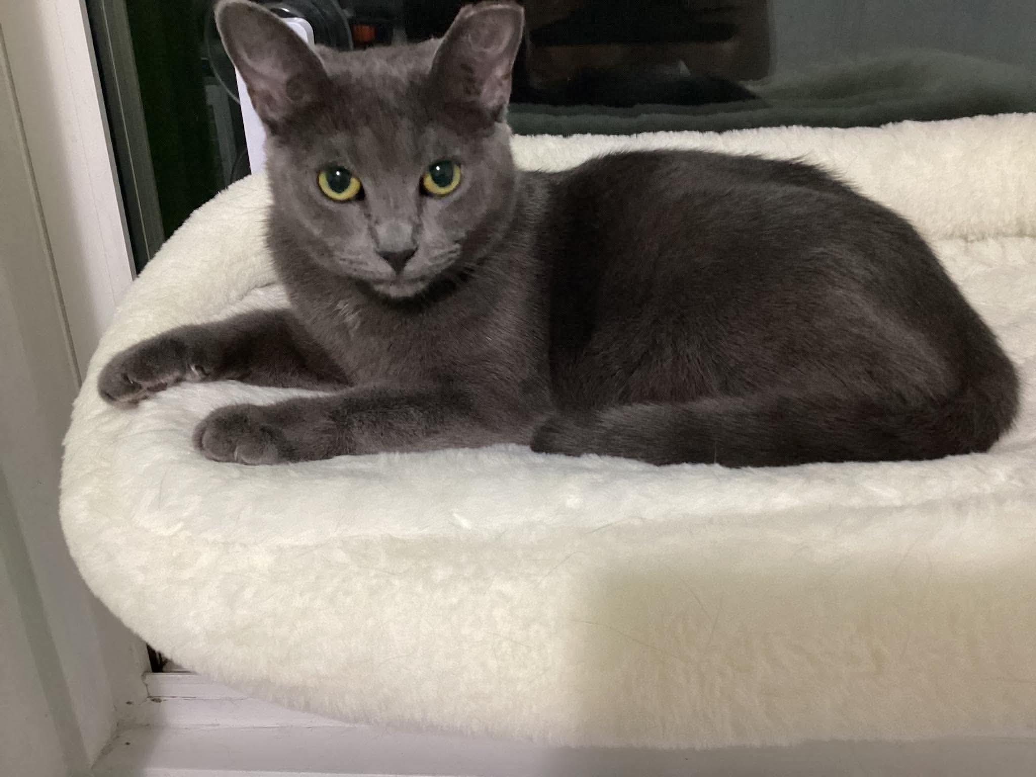 Enlarge Billie, a Adoptable Domestic Short Hair in Terrebonne, QC image 3/6