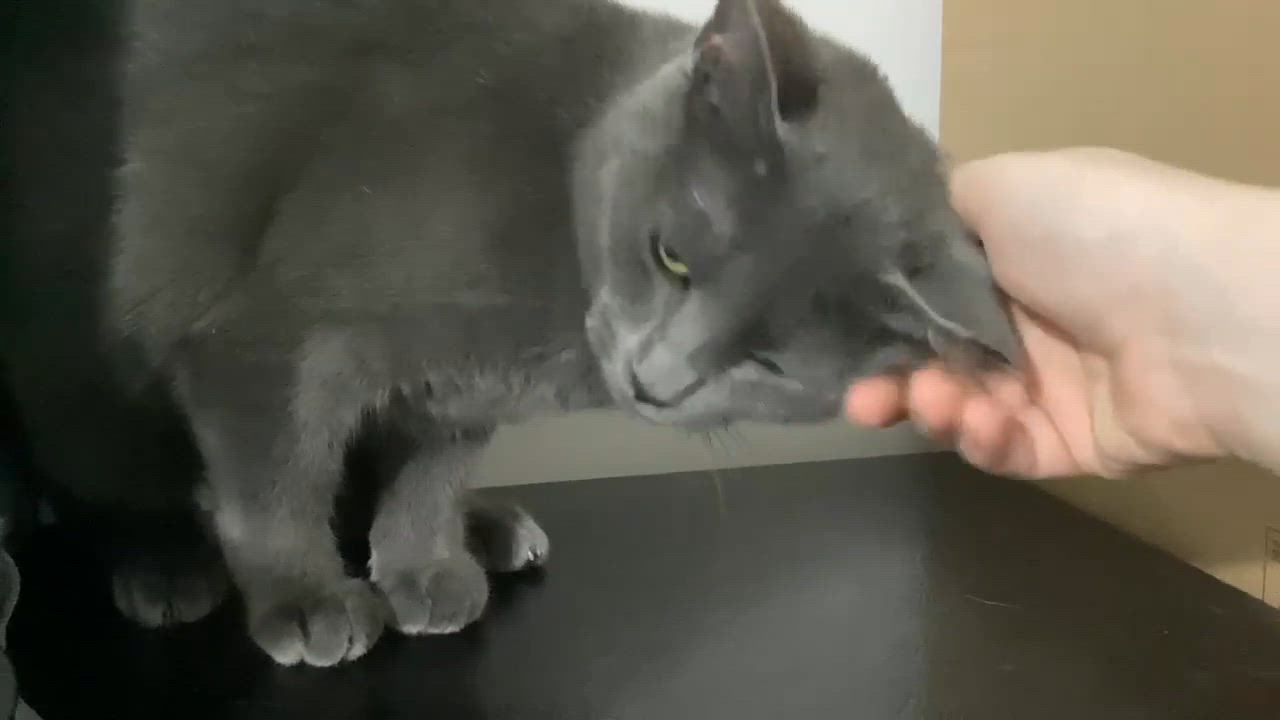 Enlarge Billie, a Adoptable Domestic Short Hair in Terrebonne, QC video 2/6