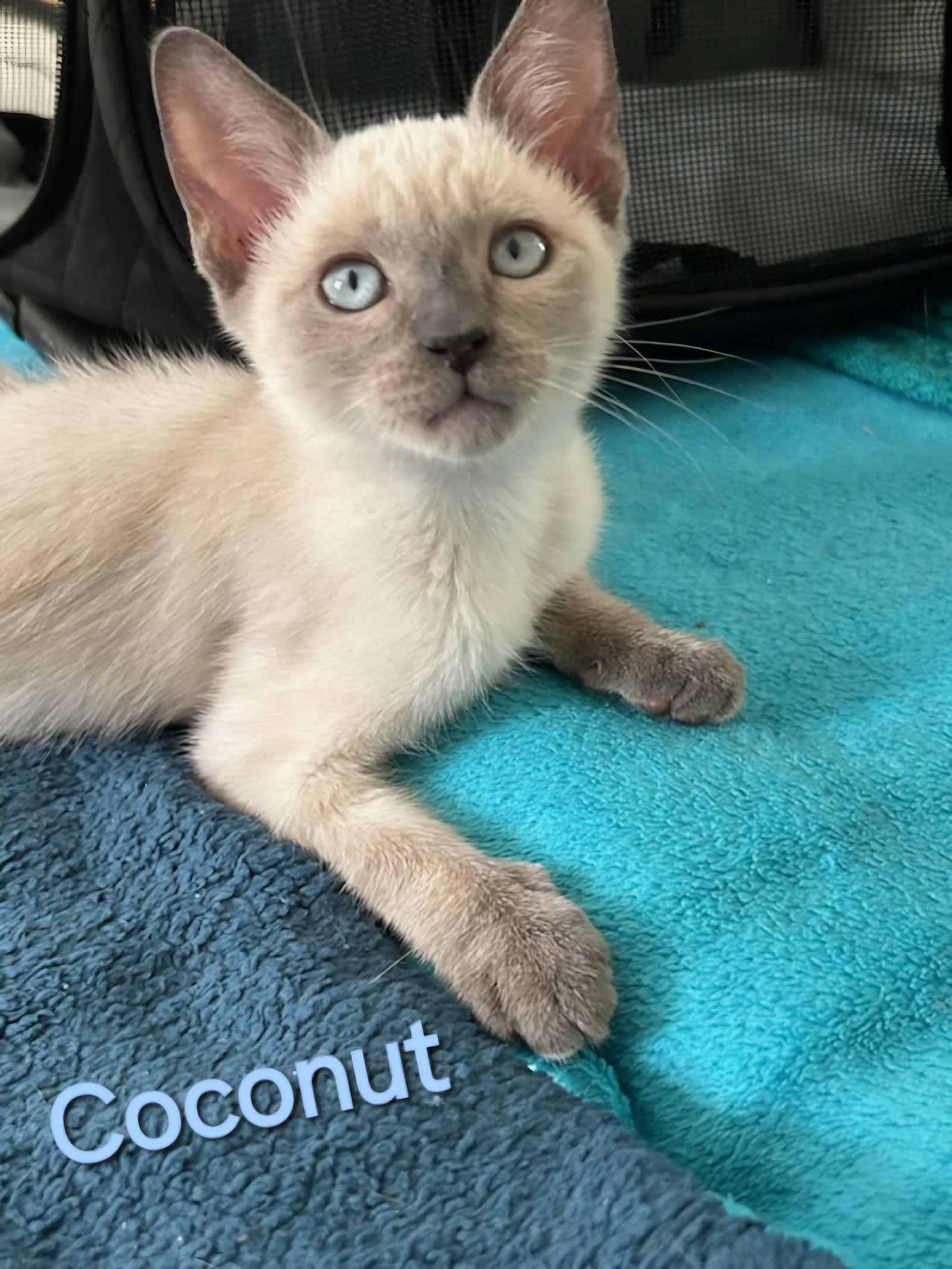 Yuki fna Coconut, Adopted, Adult Male Siamese & Domestic Short Hair.