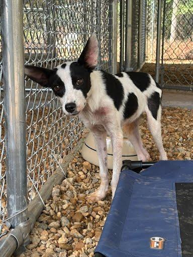Spooky, Adoptable, Young Female Terrier.