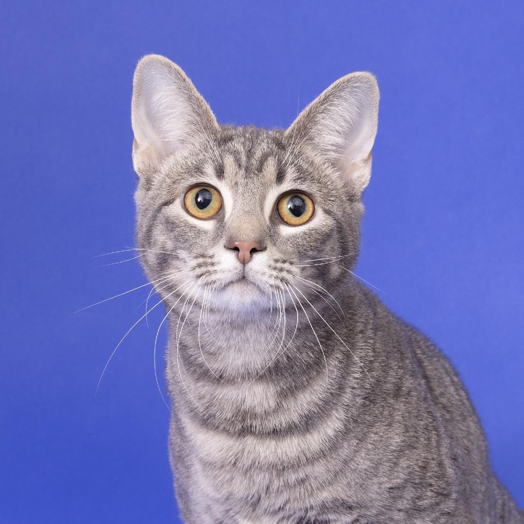 Cam, Adoptable, Young Male Domestic Short Hair.