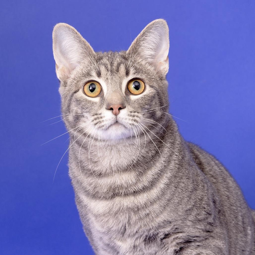 Cam, a Adoptable Domestic Short Hair in Franklin, TN image 2/4