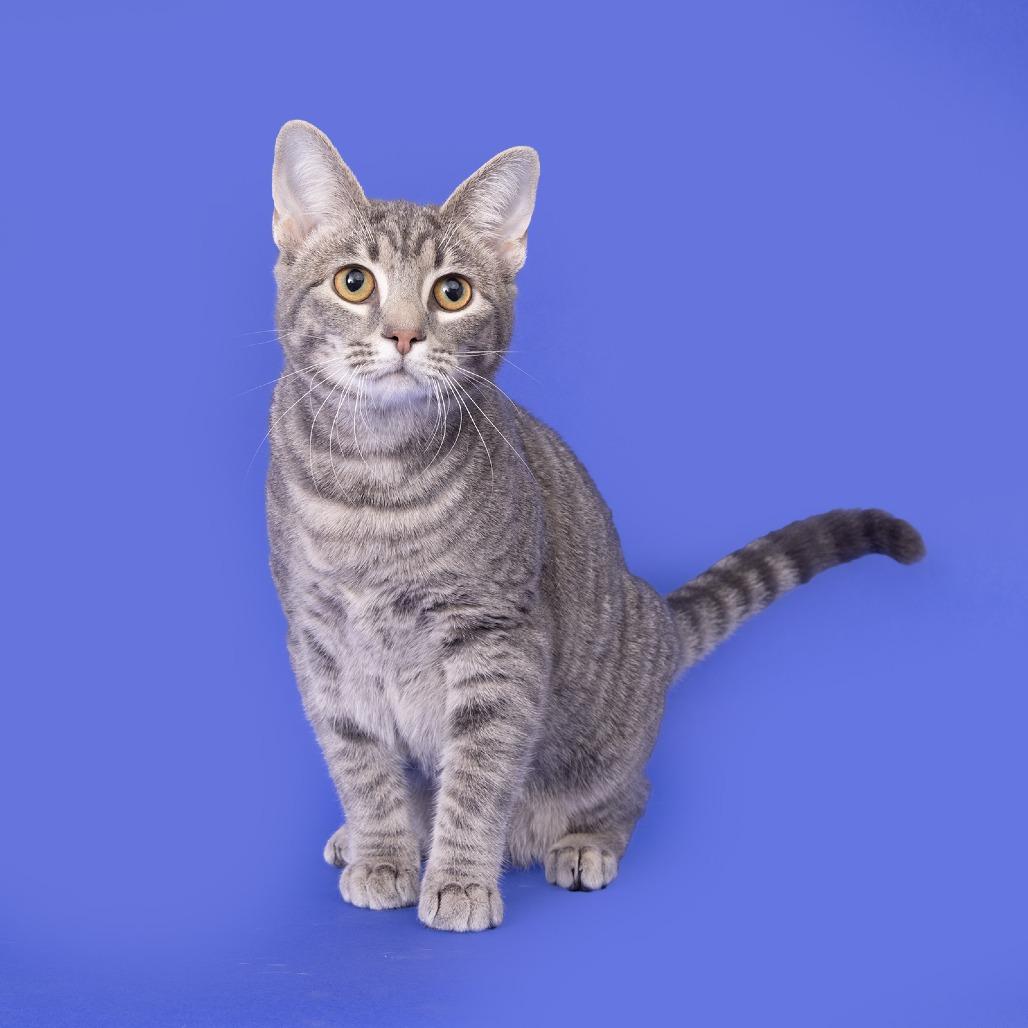 Cam, a Adoptable Domestic Short Hair in Franklin, TN image 3/4