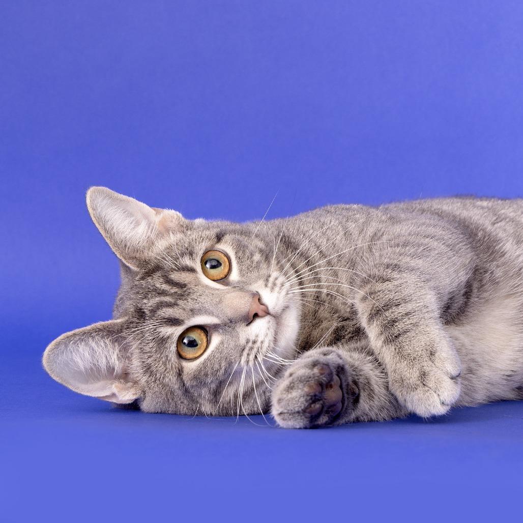 Cam, a Adoptable Domestic Short Hair in Franklin, TN image 4/4