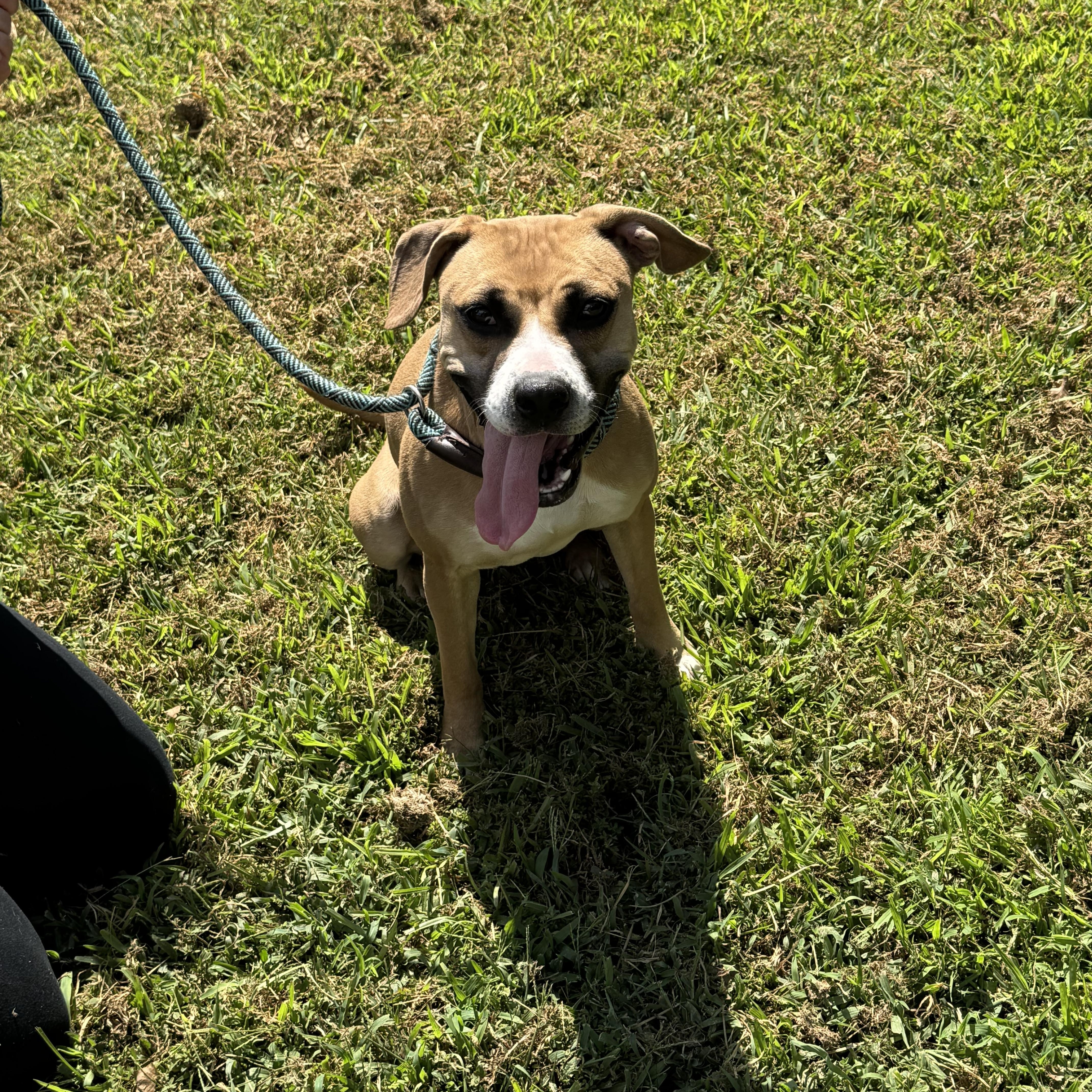 Enlarge Louise, a ADOPTABLE Mixed Breed in Grayson, GA image 2/3