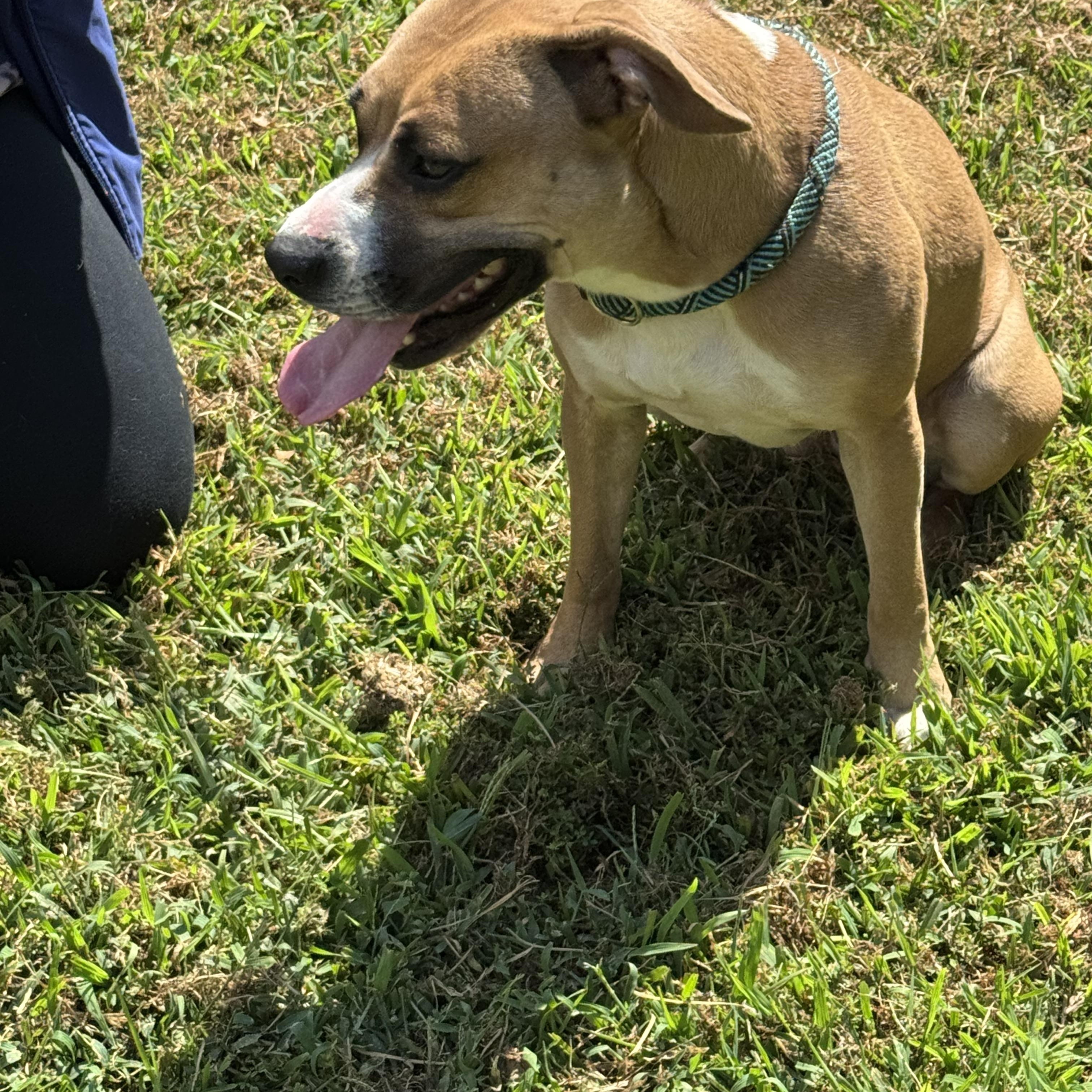 Enlarge Louise, a ADOPTABLE Mixed Breed in Grayson, GA image 3/3