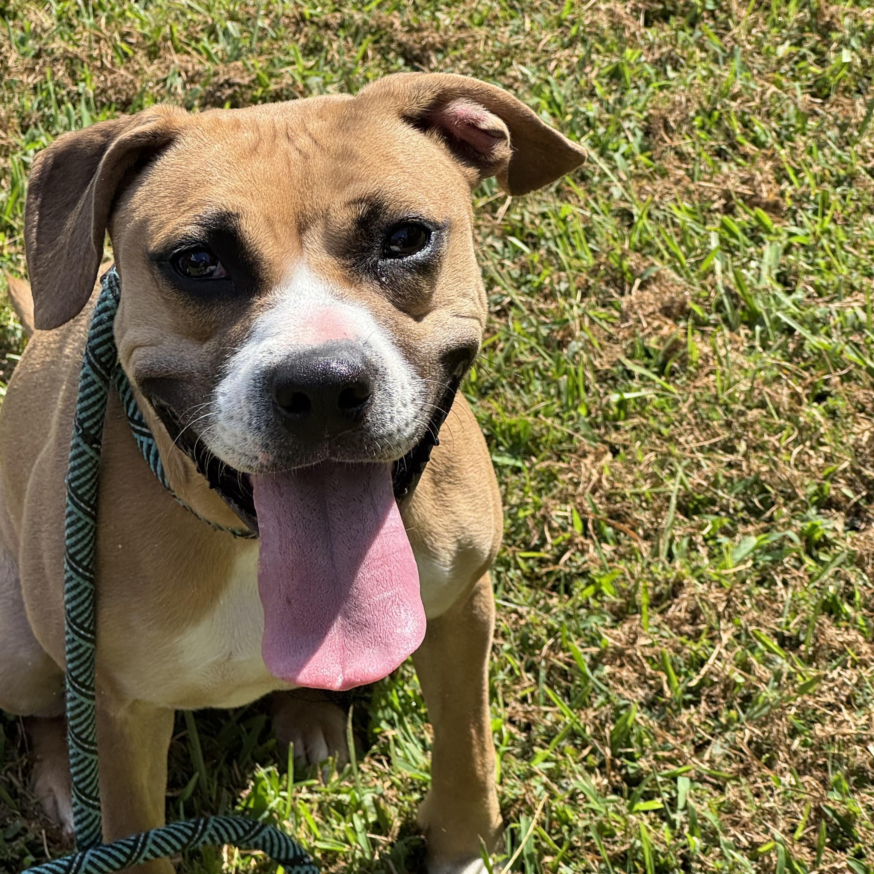 Louise, ADOPTABLE, Adult Female Mixed Breed.