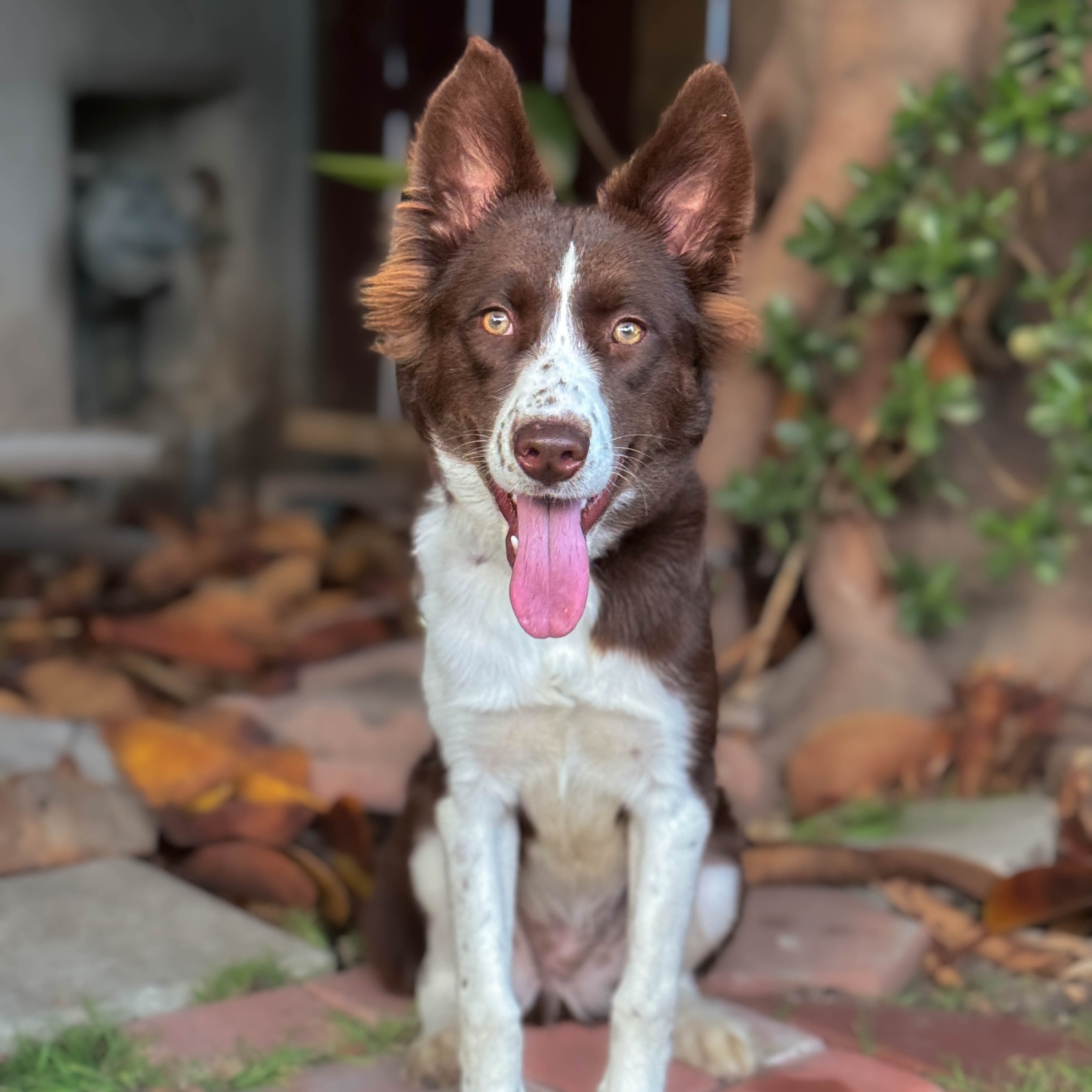 Veronica, a Adopted Border Collie image 2/4