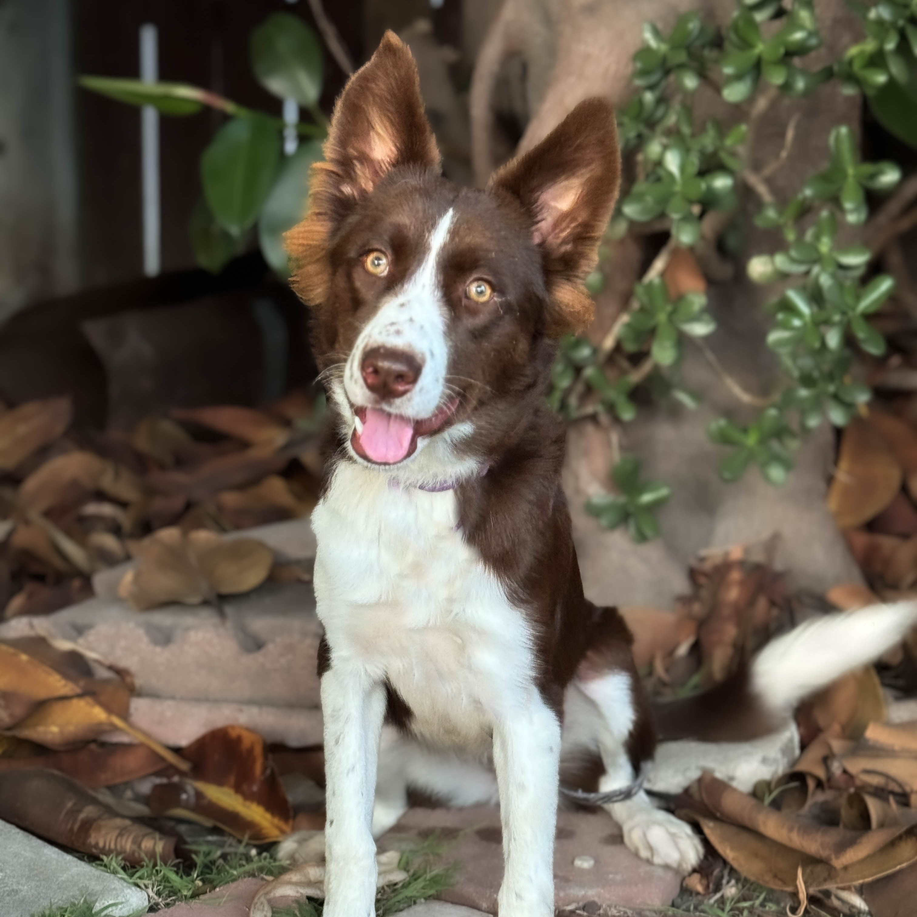 Veronica, a Adopted Border Collie image 3/4
