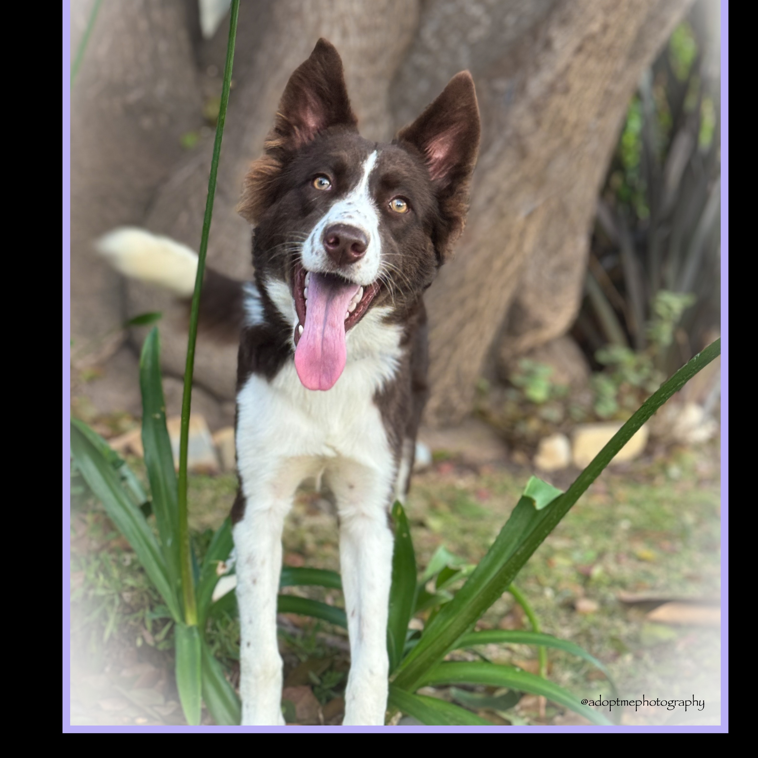 Veronica, a Adopted Border Collie image 4/4