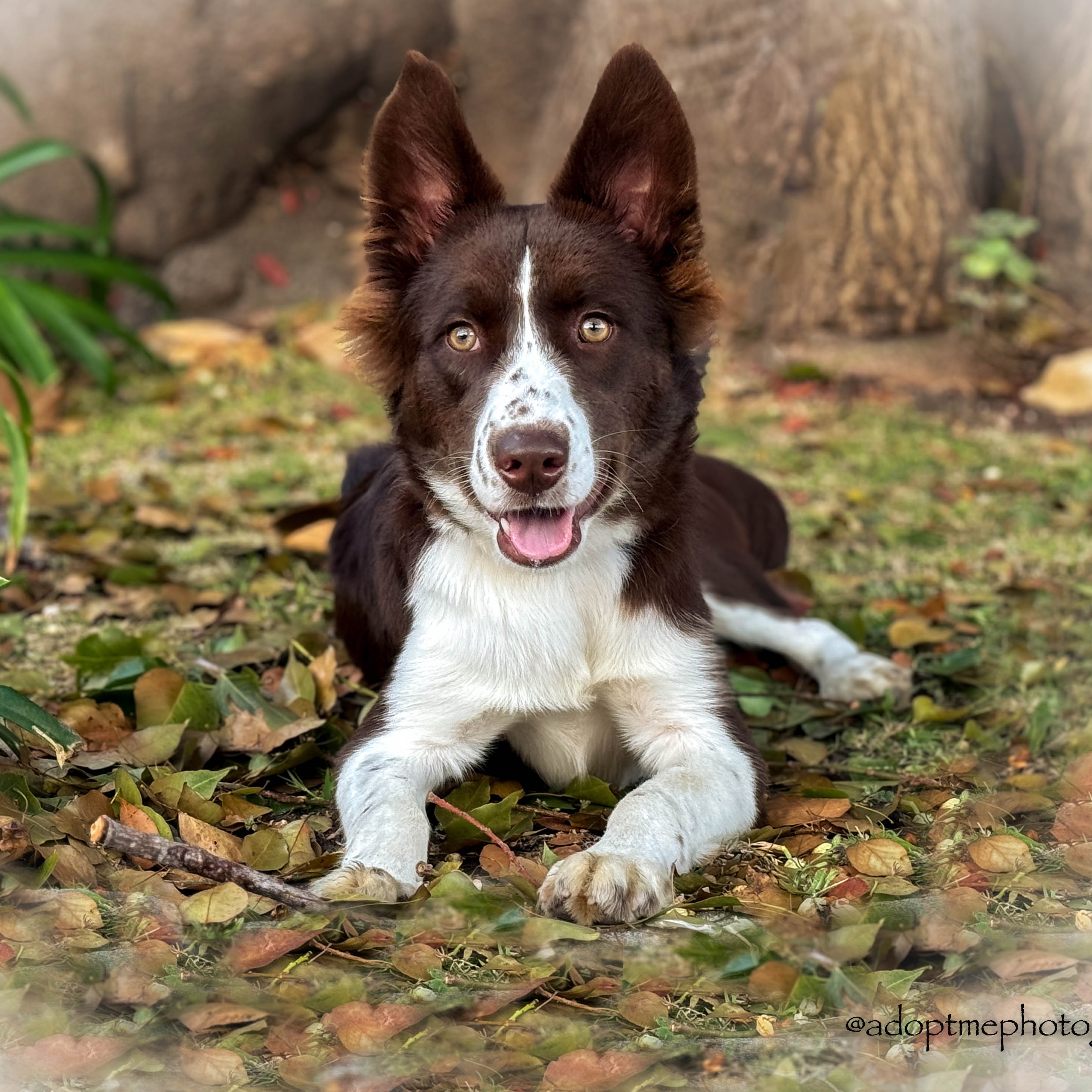 Veronica, Adopted, Puppy Female Border Collie.