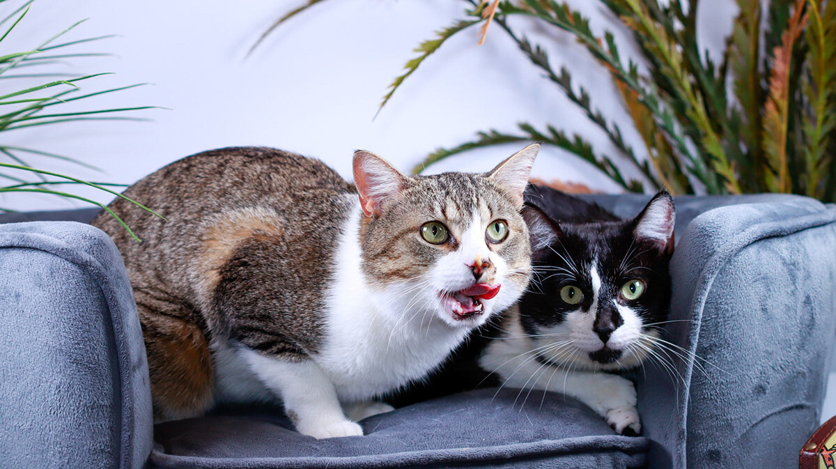 Stash & Luxey photo 1
