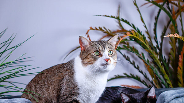 Stash & Luxey, a Adoptable mixed breed in Parker, TX image 2/12