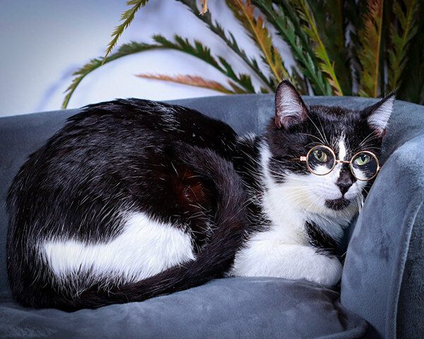 Stash & Luxey, a Adoptable mixed breed in Parker, TX image 3/12