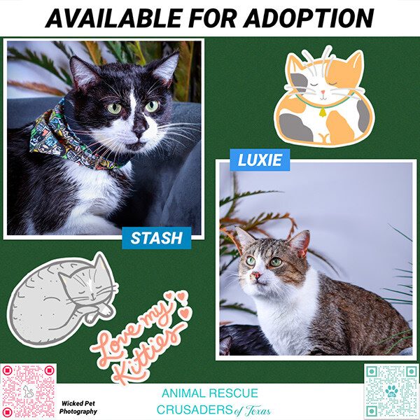 Stash & Luxey, a Adoptable mixed breed in Parker, TX image 4/12
