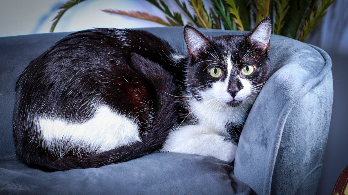 Stash & Luxey, a Adoptable mixed breed in Parker, TX image 5/12