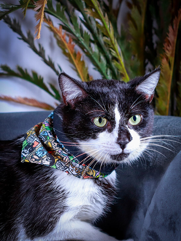 Stash & Luxey, a Adoptable mixed breed in Parker, TX image 6/12