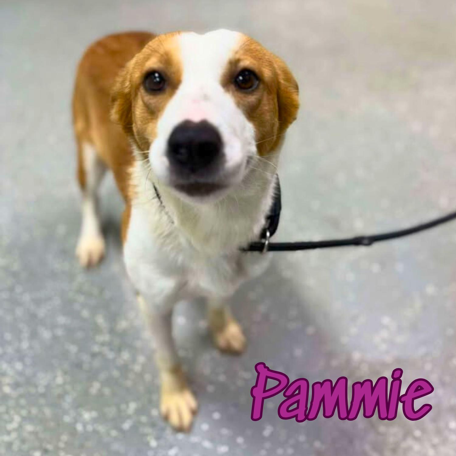 Pammie, ADOPTABLE, Puppy Female Border Collie.