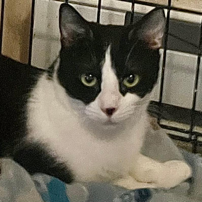 Brellie, a Adoptable Domestic Short Hair in Bottineau, ND image 1/2