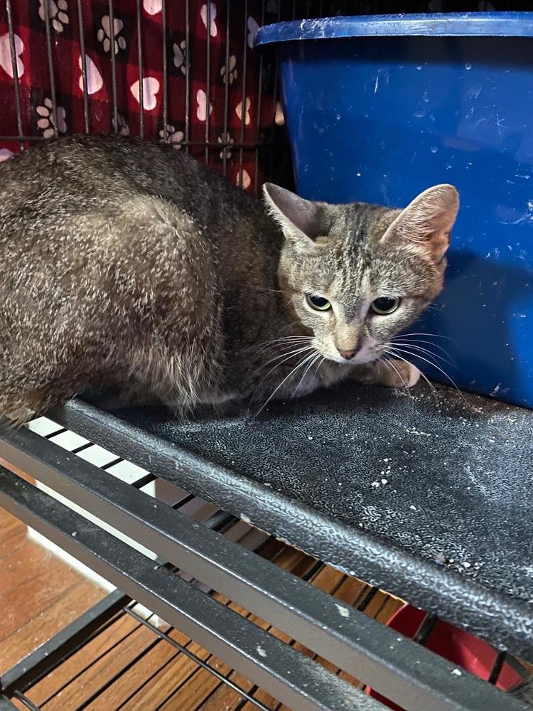 Miss Kitty, Adopted, Adult Female Domestic Short Hair.