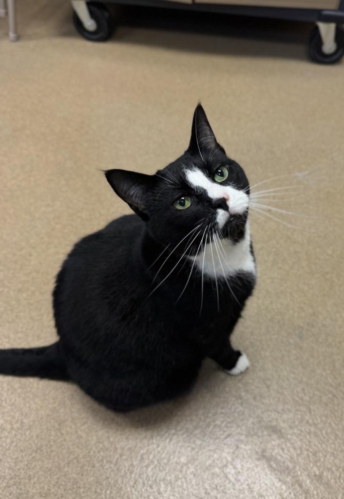 Kellan - At Petco, Adoptable, Adult Male Domestic Short Hair.