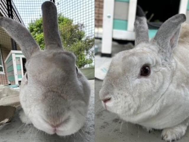SUMMER, Adoptable, Adult Female Mini Rex.