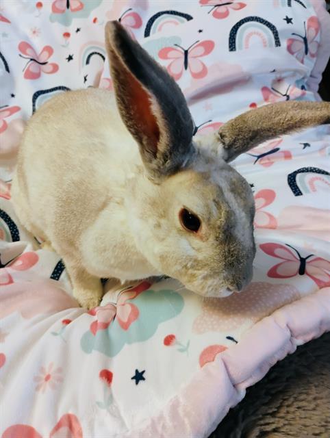 SUMMER, Adoptable, Adult Female Mini Rex.