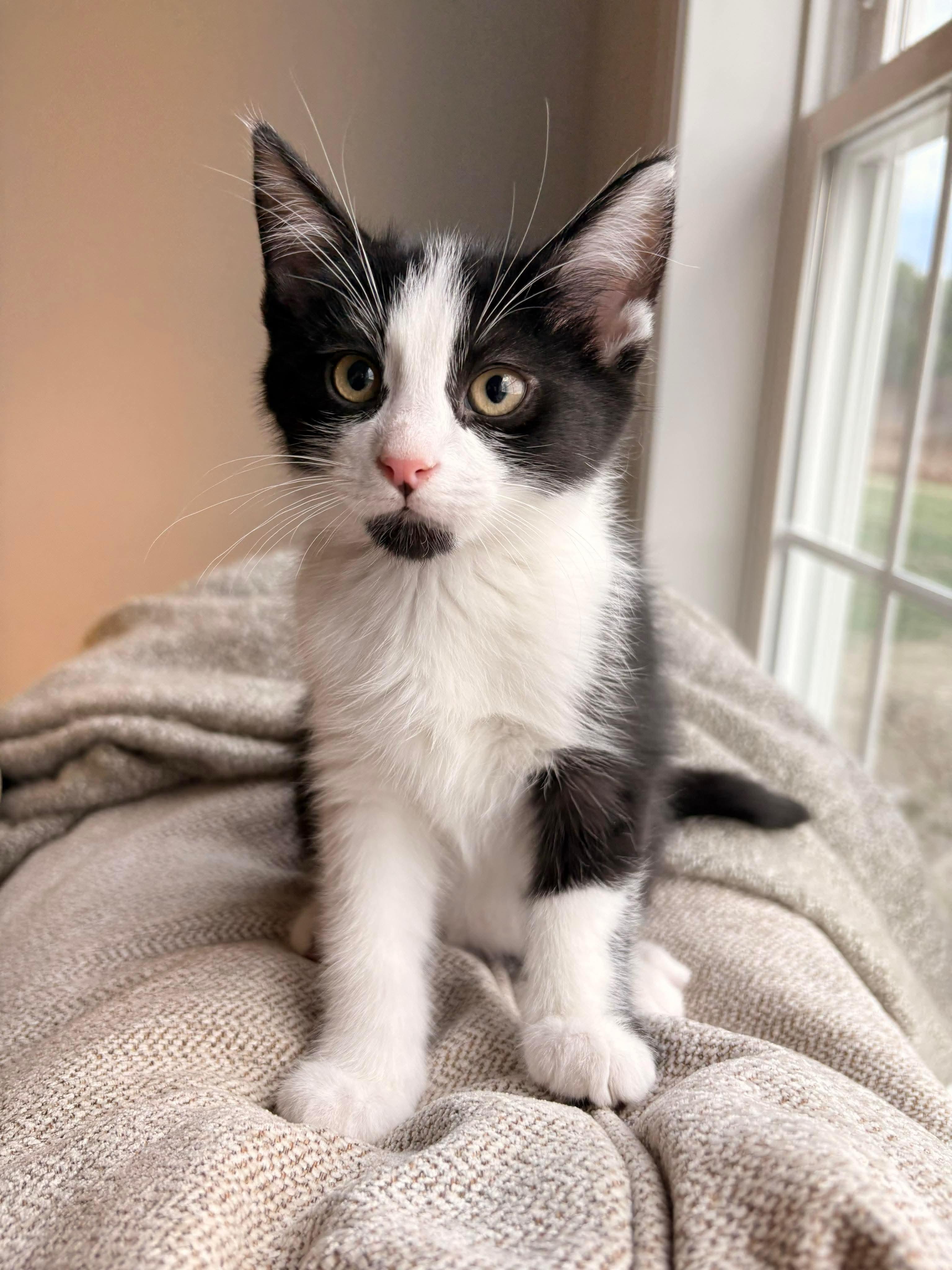 Blaze, an adopted Domestic Short Hair in Elkland, PA image 1/2