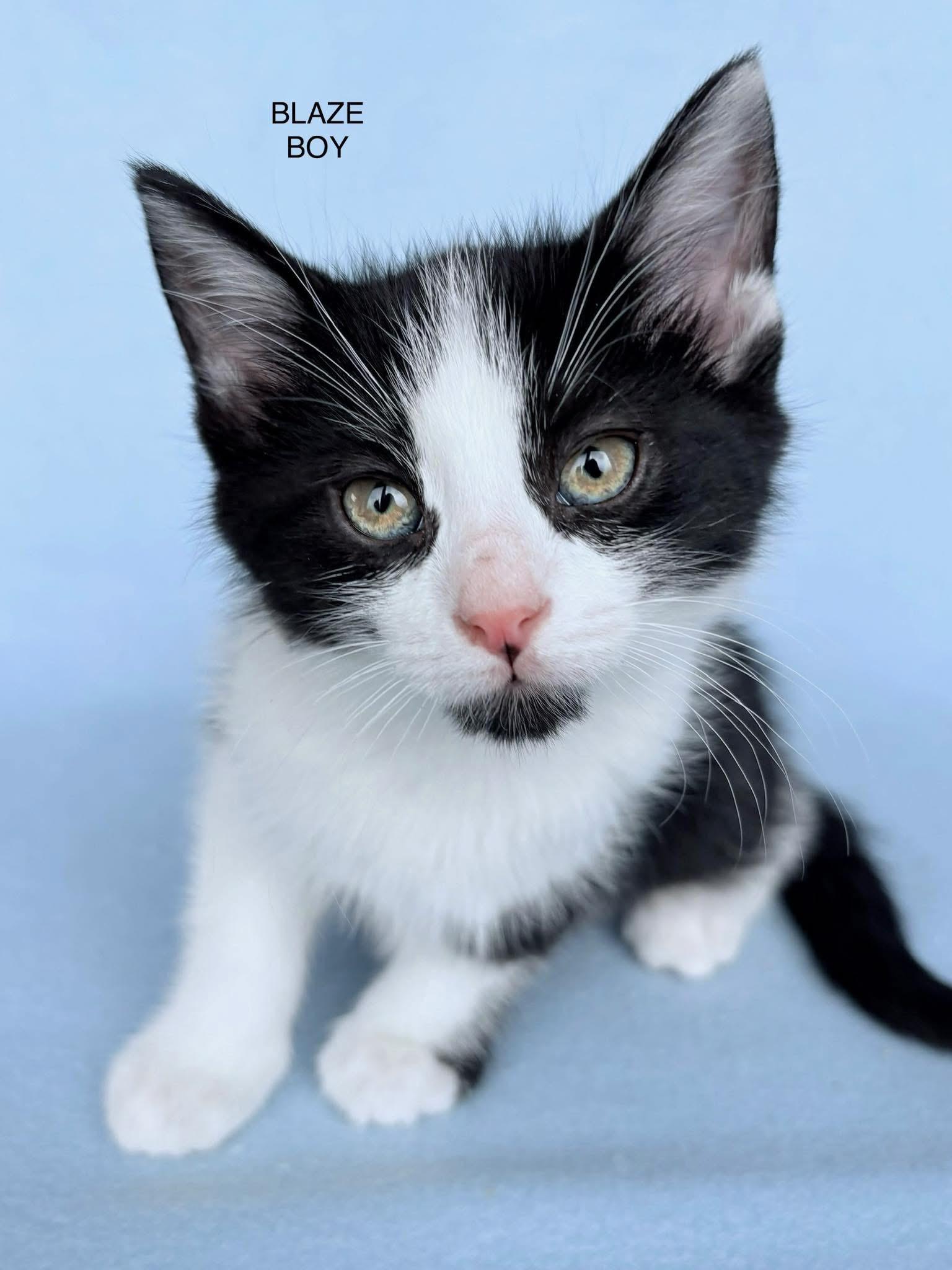 Blaze, an adopted Domestic Short Hair in Elkland, PA image 2/2