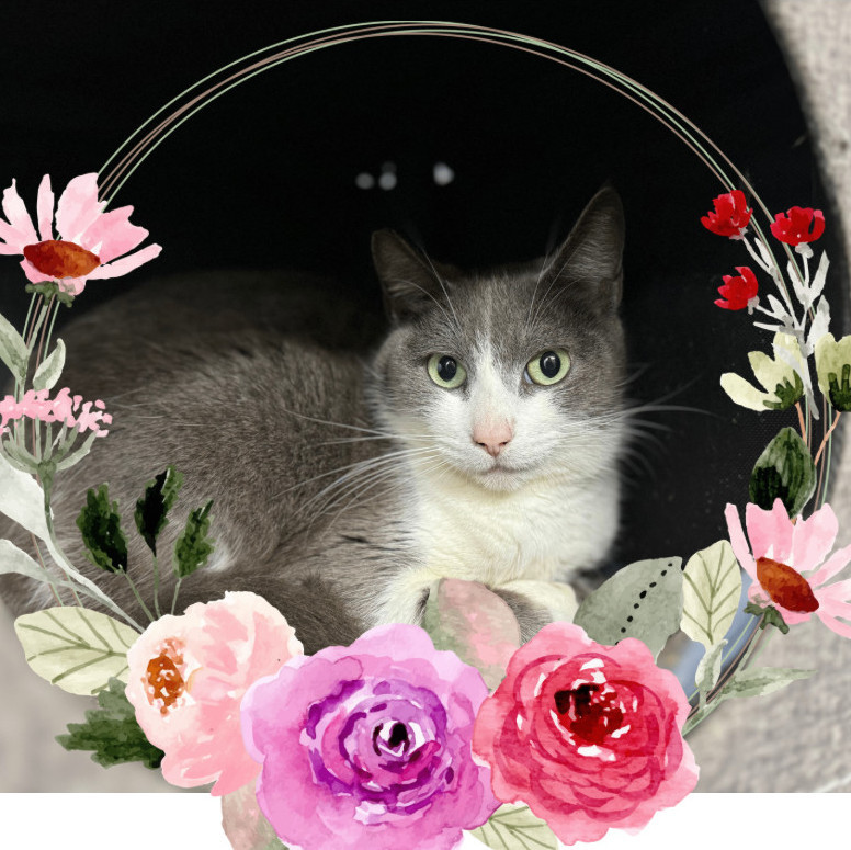 Lilly