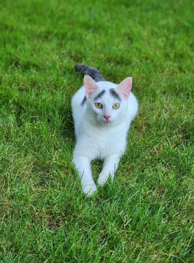 Enlarge Frosty, a Adopted Domestic Short Hair in Mentor, OH image 1/2