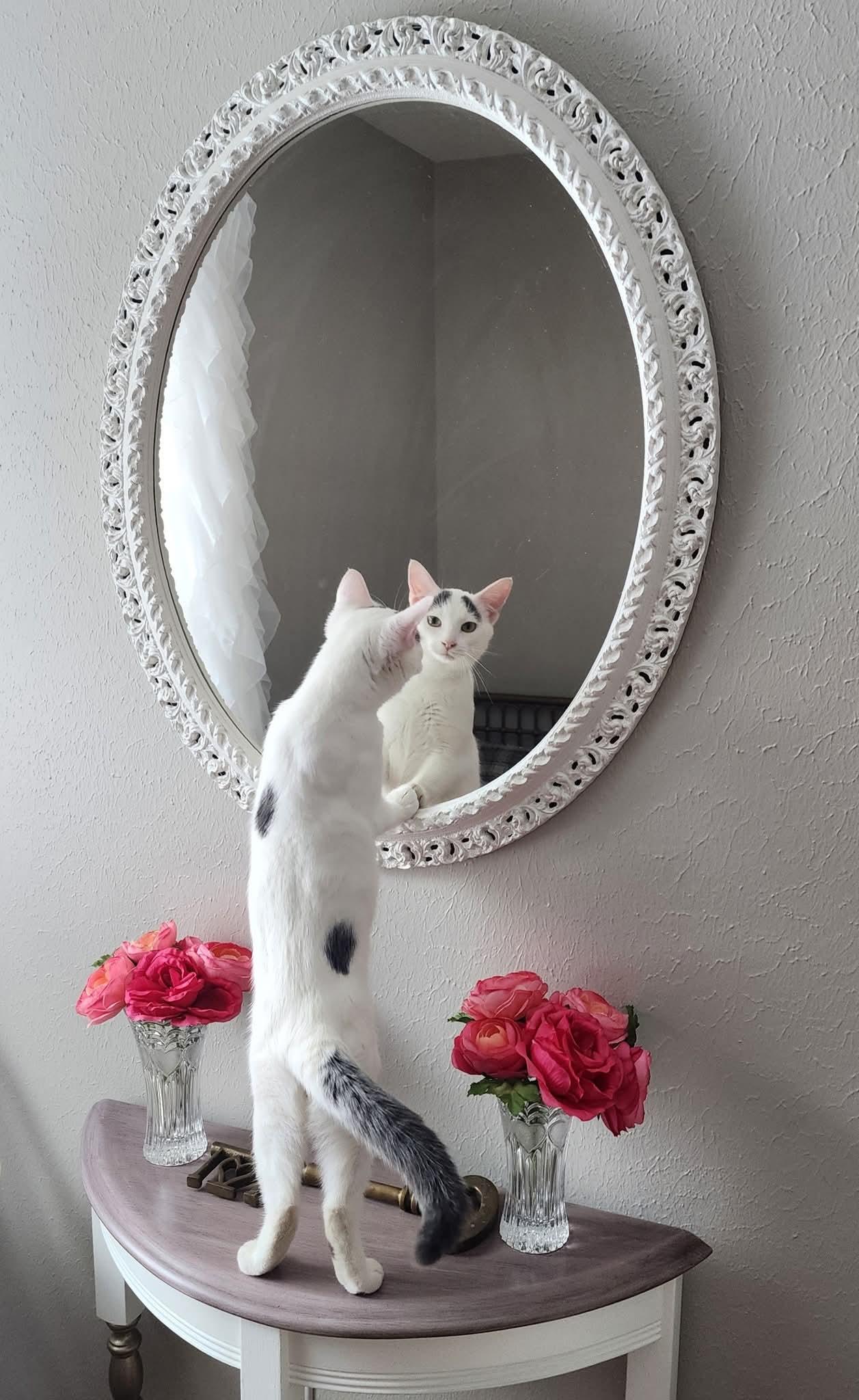 Enlarge Frosty, a Adopted Domestic Short Hair in Mentor, OH image 2/2