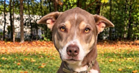 Enlarge Quincy, a Adoptable mixed breed in Canton , GA image 1/1