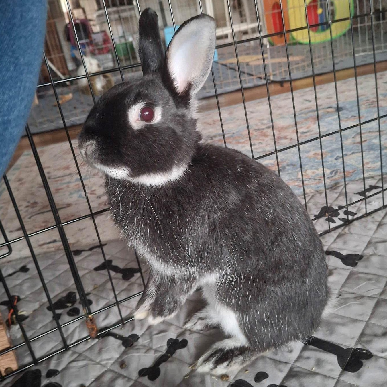 Pilot, Adopted, Young Male Silver Marten.