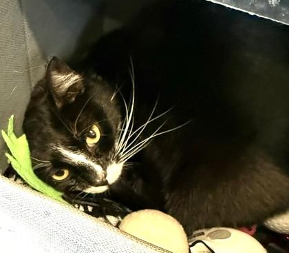 Enlarge MAMA, a Adoptable mixed breed in Fernandina Beach, FL image 3/4