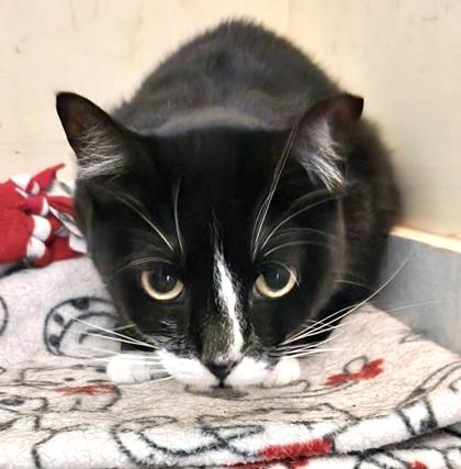 Enlarge MAMA, a Adoptable mixed breed in Fernandina Beach, FL image 4/4