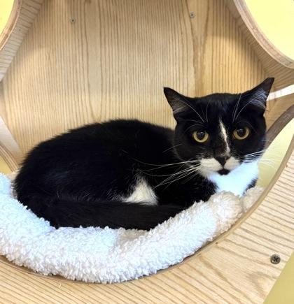 Enlarge MAMA, a Adoptable mixed breed in Fernandina Beach, FL image 2/4