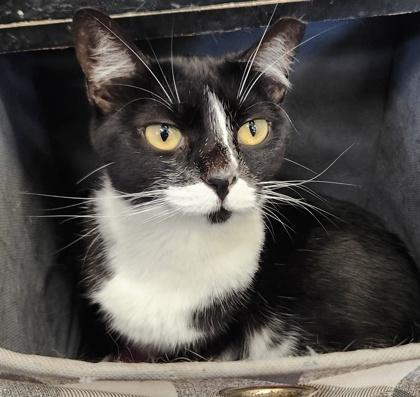 Enlarge MAMA, a Adoptable mixed breed in Fernandina Beach, FL image 1/4