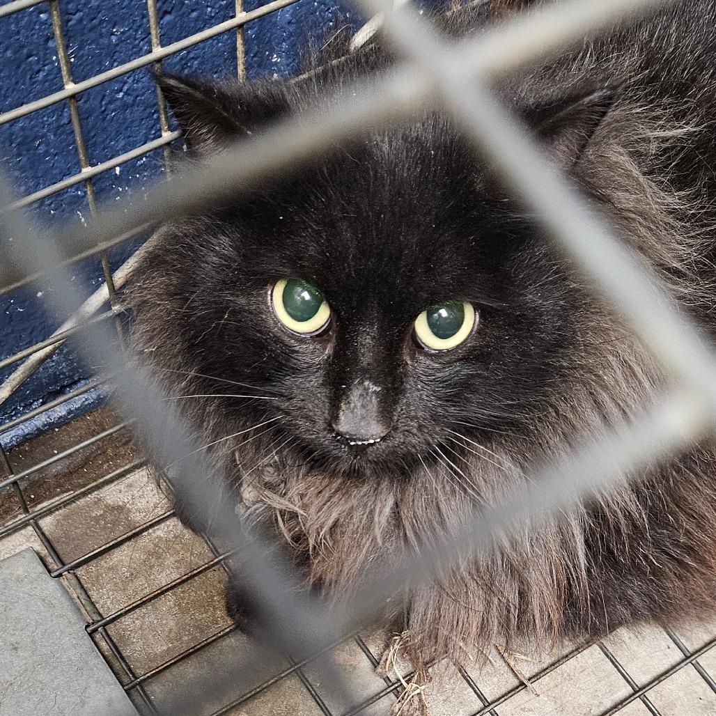 Enlarge Nelson- barn cat 30, a Adoptable Domestic Long Hair in Independence, KS image 3/3