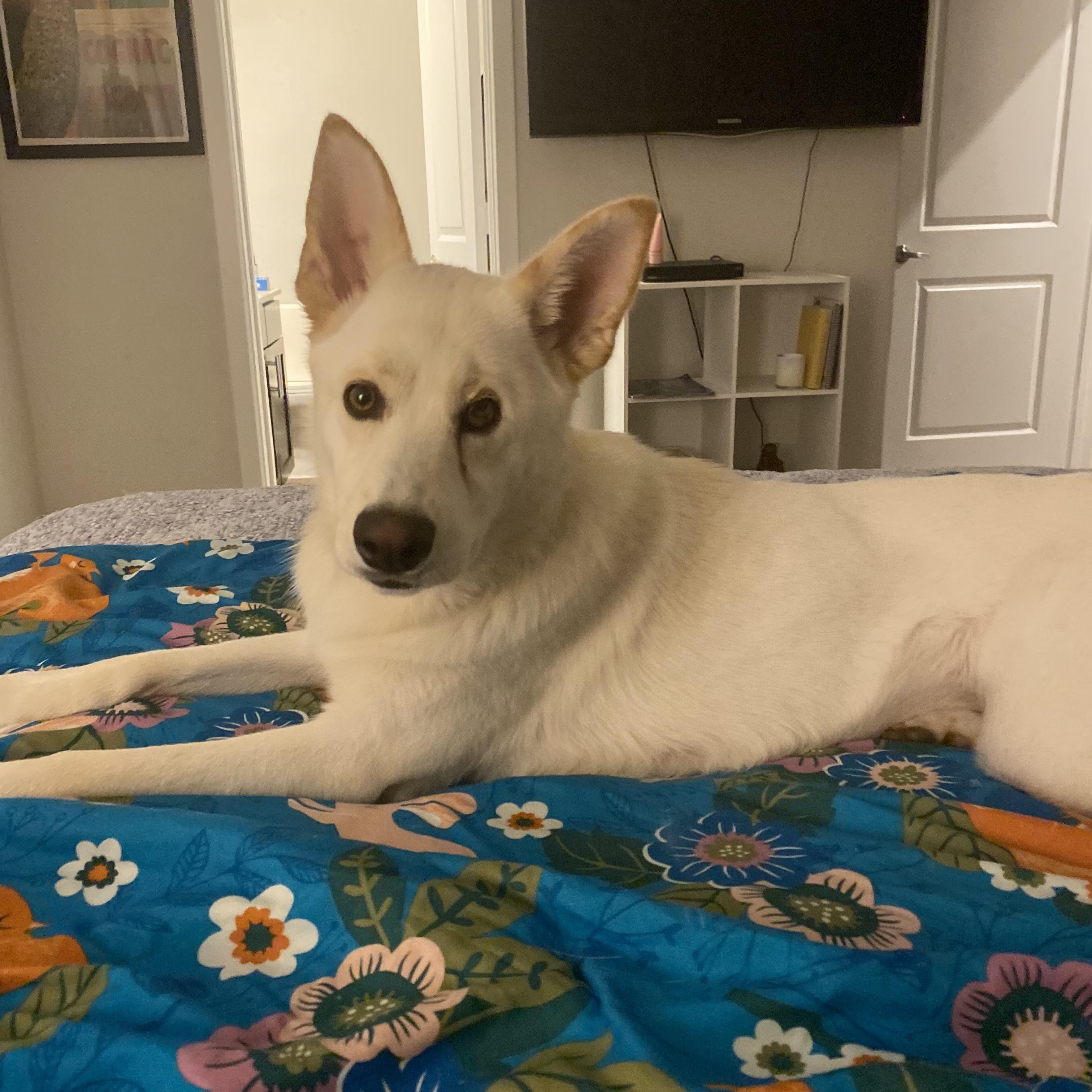 Enlarge Princess Snow, a Adoptable mixed breed in Milwaukee, WI image 1/6