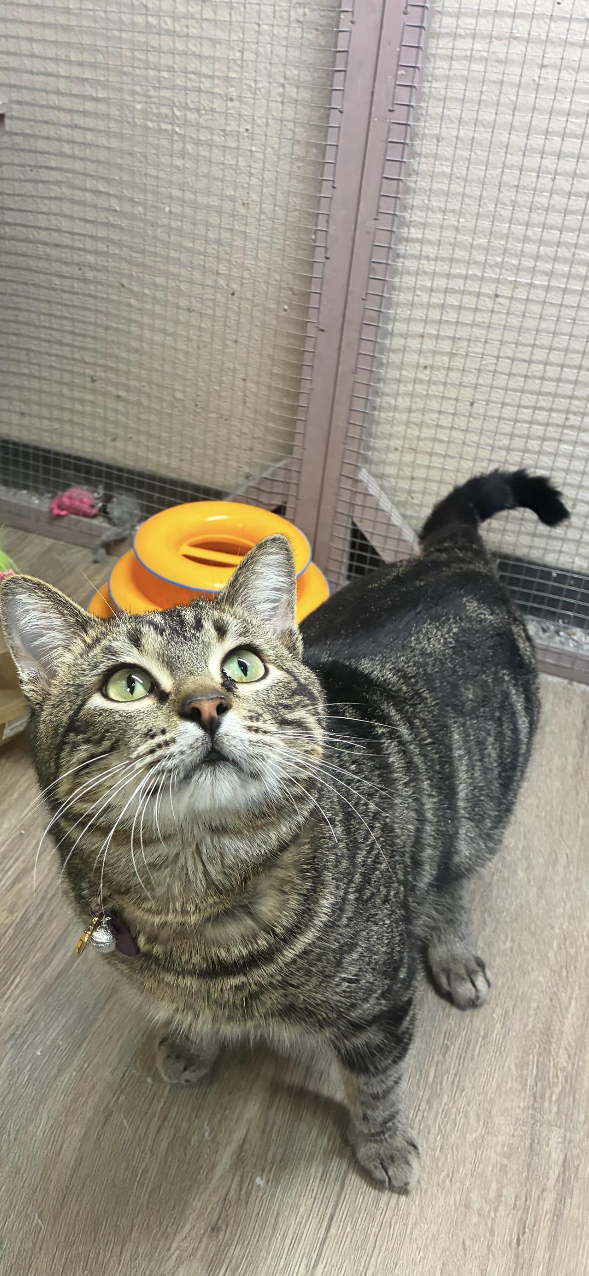 Enlarge Jigglypuff , a ADOPTABLE Domestic Short Hair in Saint Louis, MO image 4/6