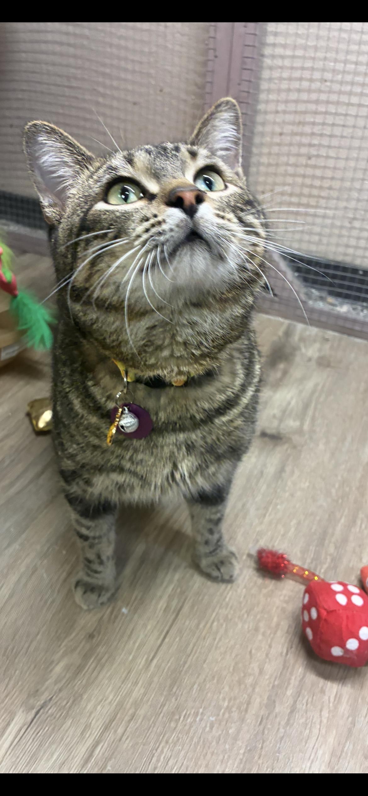 Enlarge Jigglypuff , a ADOPTABLE Domestic Short Hair in Saint Louis, MO image 1/6