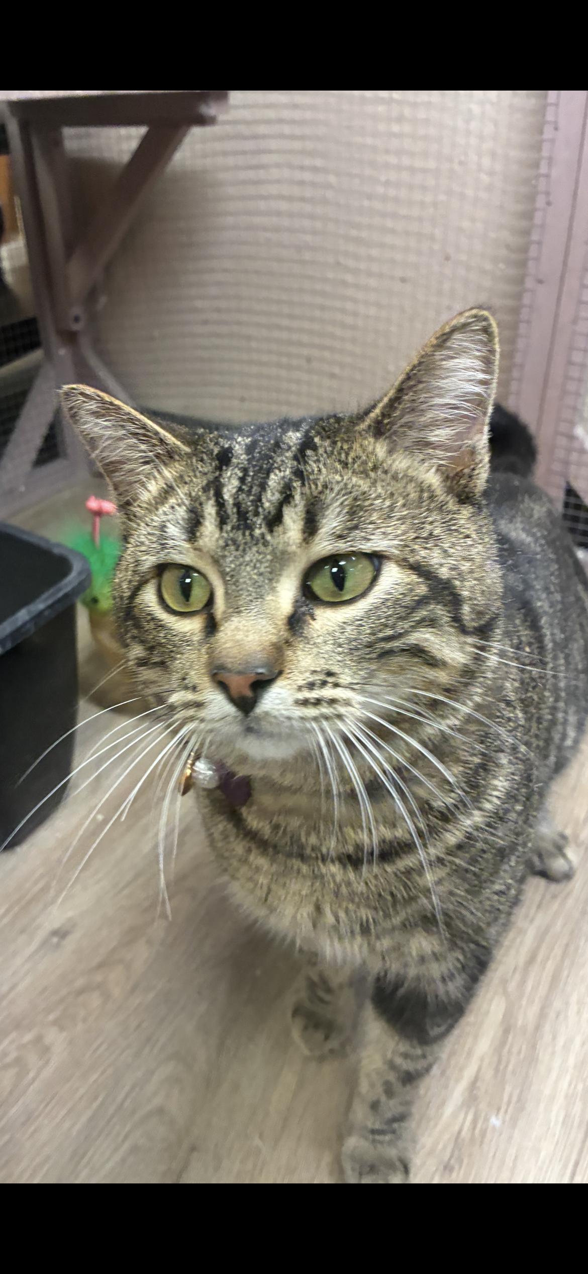 Enlarge Jigglypuff , a ADOPTABLE Domestic Short Hair in Saint Louis, MO image 3/6