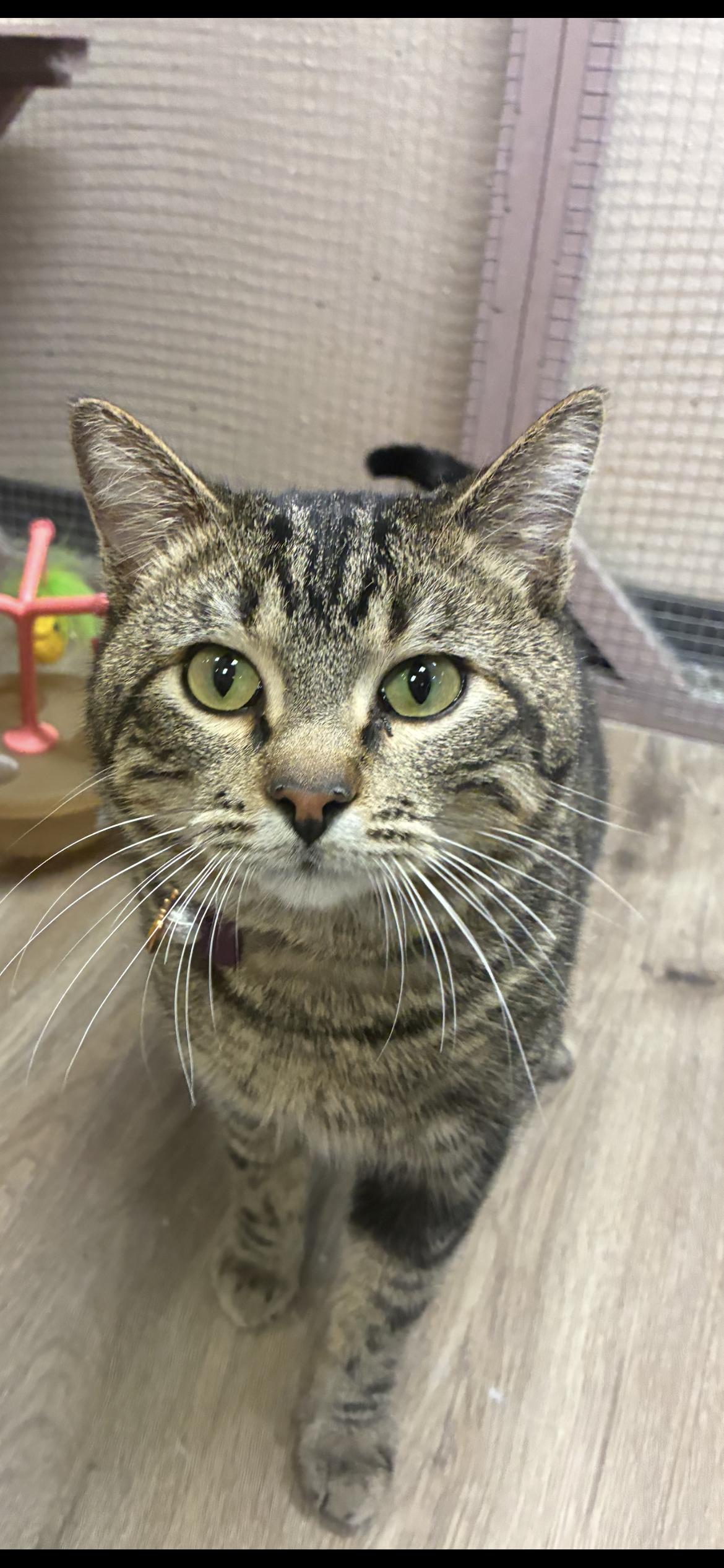 Enlarge Jigglypuff , a ADOPTABLE Domestic Short Hair in Saint Louis, MO image 6/6