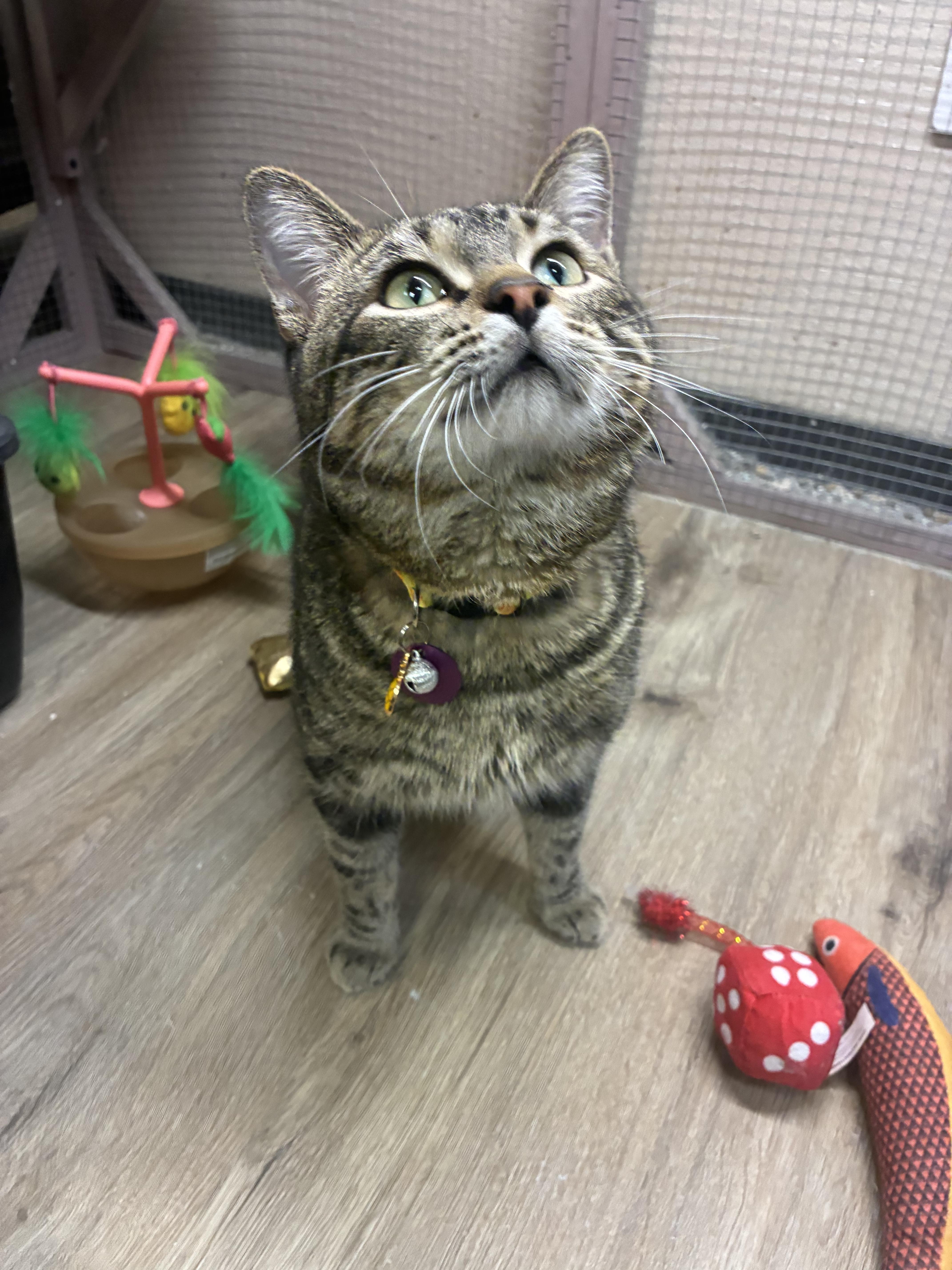 Enlarge Jigglypuff , a ADOPTABLE Domestic Short Hair in Saint Louis, MO image 5/6