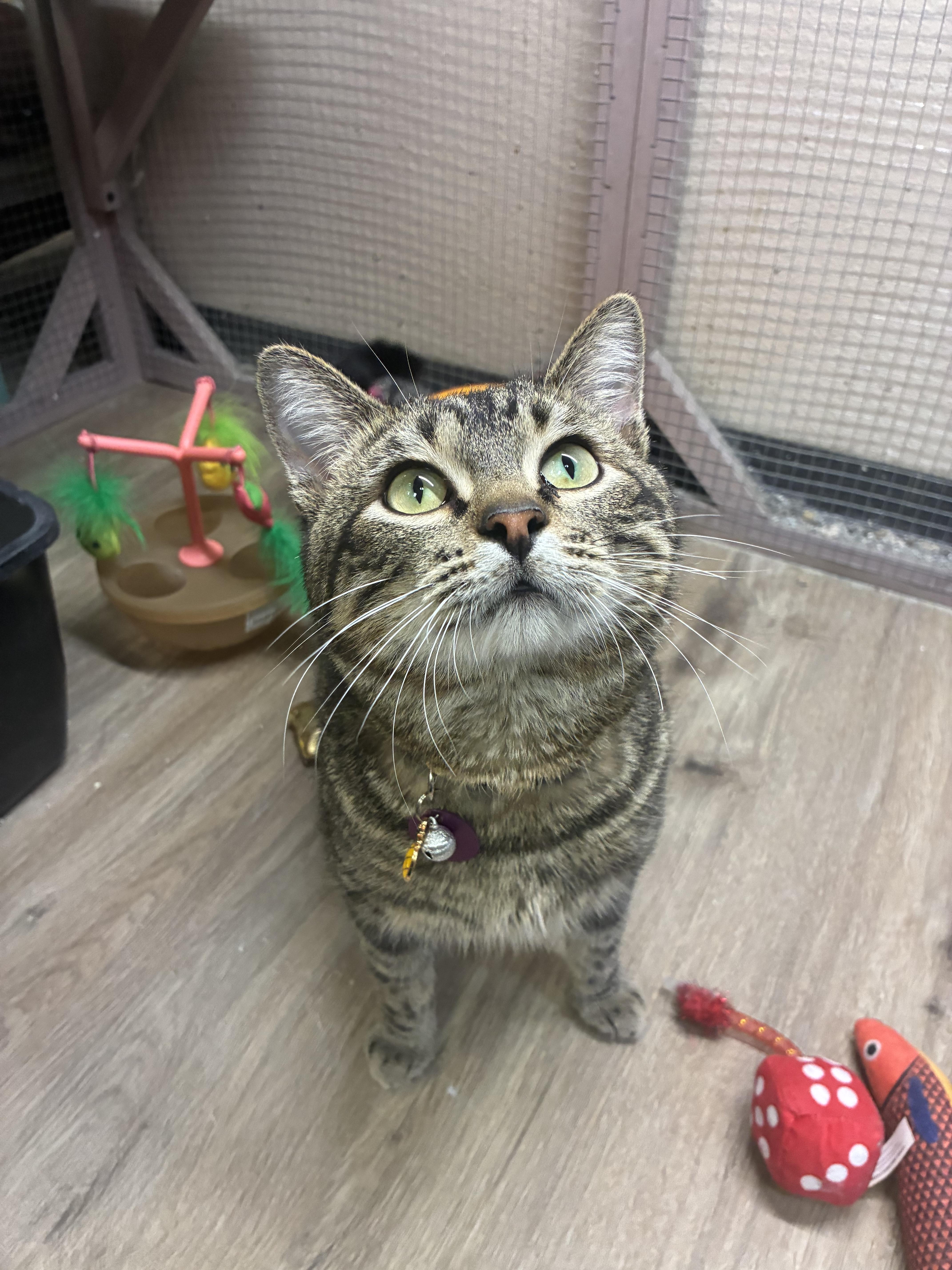 Enlarge Jigglypuff , a ADOPTABLE Domestic Short Hair in Saint Louis, MO image 2/6