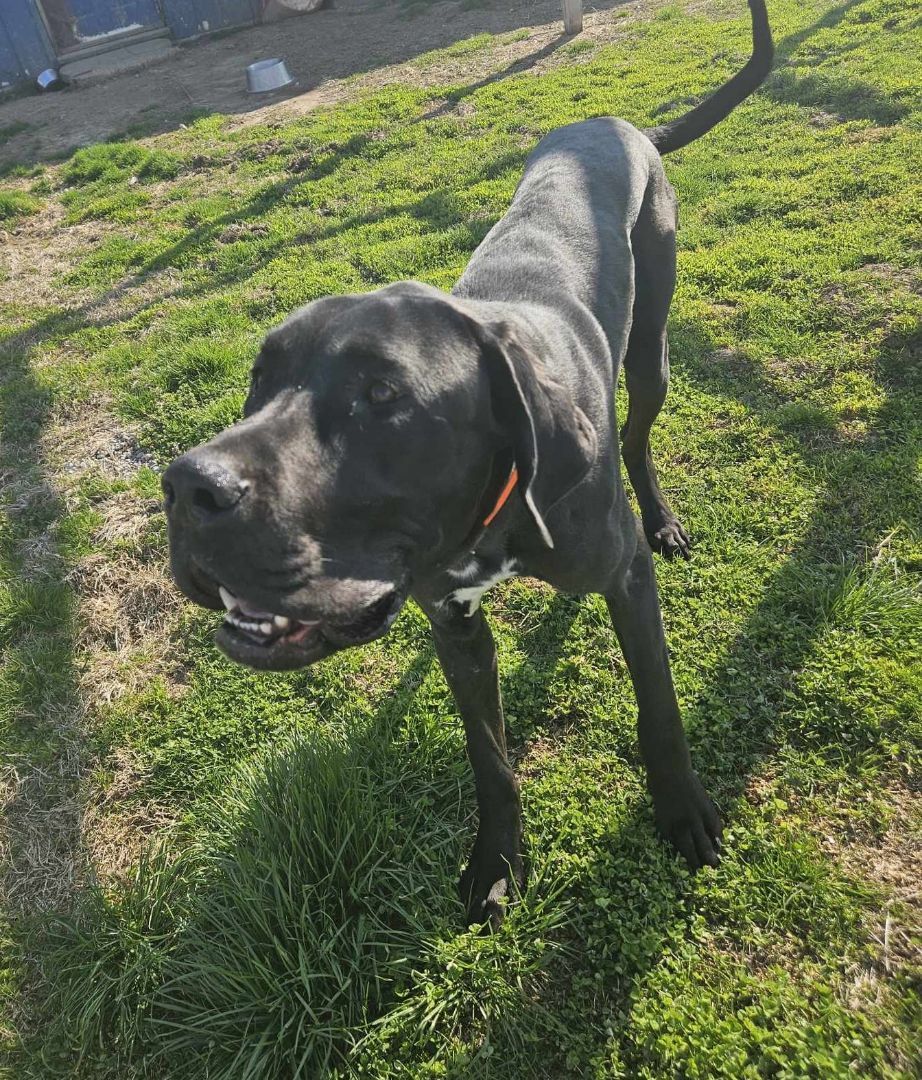 Enlarge Atlas, a Adopted Great Dane in Rockport, IN image 1/2